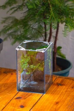 Watertight Glass Terrarium With LED Grow Light, Acrylic Lid For Moss Wall, Vertical Planting-12x12x18cm / 4.7x4.7x7.1'' -Ncyp Garden Sale Shop IMG 5450 840907e3 04c2 4487 ba82 ea1ac78d348b