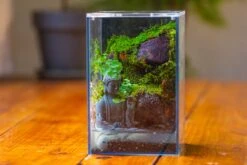 Watertight Glass Terrarium With LED Grow Light, Acrylic Lid For Moss Wall, Vertical Planting-12x12x18cm / 4.7x4.7x7.1'' -Ncyp Garden Sale Shop IMG 5452 45b94ffc f79d 438d 842d ad0fed049d60