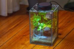 Watertight Glass Terrarium With LED Grow Light, Acrylic Lid For Moss Wall, Vertical Planting-12x12x18cm / 4.7x4.7x7.1'' -Ncyp Garden Sale Shop IMG 5457 1d0319b6 23c5 4c70 a8a2 16a847f4b194