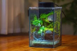 Watertight Glass Terrarium With LED Grow Light, Acrylic Lid For Moss Wall, Vertical Planting-12x12x18cm / 4.7x4.7x7.1'' -Ncyp Garden Sale Shop IMG 5458 c17b4423 9380 48a7 8c0c e687641c1e5b