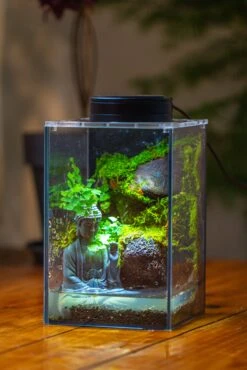 Watertight Glass Terrarium With LED Grow Light, Acrylic Lid For Moss Wall, Vertical Planting-12x12x18cm / 4.7x4.7x7.1'' -Ncyp Garden Sale Shop IMG 5459 f5996e02 2c8e 4572 85a6 673c2c7567c8