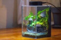 Watertight Glass Terrarium With LED Grow Light, Acrylic Lid For Moss Wall, Vertical Planting-12x12x18cm / 4.7x4.7x7.1'' -Ncyp Garden Sale Shop IMG 5460 80c79668 d2d4 4675 95a6 d74893917270