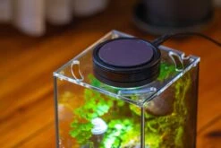 Watertight Glass Terrarium With LED Grow Light, Acrylic Lid For Moss Wall, Vertical Planting-12x12x18cm / 4.7x4.7x7.1'' -Ncyp Garden Sale Shop IMG 5463 e762f3dd c1cf 489d ac14 a4436e403ee0