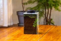 Watertight Glass Terrarium With LED Grow Light, Acrylic Lid For Moss Wall, Vertical Planting-12x12x18cm / 4.7x4.7x7.1'' -Ncyp Garden Sale Shop IMG 5466 9040d014 27a7 4832 8edc 53f65b76feb9