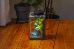 Watertight Glass Terrarium With LED Grow Light, Acrylic Lid For Moss Wall, Vertical Planting-12x12x18cm / 4.7x4.7x7.1'' -Ncyp Garden Sale Shop IMG 5467 a4cc3208 dbda 4062 80e8 0b83eeed5ba8