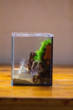 Watertight Glass Terrarium With LED Grow Light, Acrylic Lid For Moss Wall, Vertical Planting -15x11x13cm / 5.9x4.3x5.1'' -Ncyp Garden Sale Shop IMG 5480 a9362e98 211e 4f8c a6c3 a8635e5bc2b7