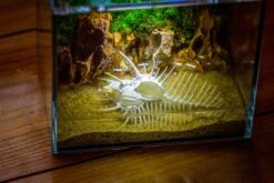 Watertight Glass Terrarium With LED Grow Light, Acrylic Lid For Moss Wall, Vertical Planting -15x11x13cm / 5.9x4.3x5.1'' -Ncyp Garden Sale Shop IMG 5497 540777e6 8c6d 4cf6 8115 1e0fee9bd4a7