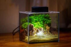 Watertight Glass Terrarium With LED Grow Light, Acrylic Lid For Moss Wall, Vertical Planting -15x11x13cm / 5.9x4.3x5.1'' -Ncyp Garden Sale Shop IMG 5498 03ab8667 ccf0 40a9 b9ae 608979dfb08f