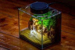 Watertight Glass Terrarium With LED Grow Light, Acrylic Lid For Moss Wall, Vertical Planting -15x11x13cm / 5.9x4.3x5.1'' -Ncyp Garden Sale Shop IMG 5500 9a95e64c a7fe 48cd 8926 fe52e71a7211