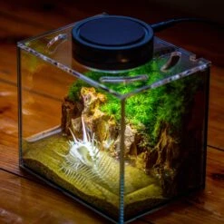 Watertight Glass Terrarium With LED Grow Light, Acrylic Lid For Moss Wall, Vertical Planting -15x11x13cm / 5.9x4.3x5.1'' -Ncyp Garden Sale Shop IMG 5501.1 36c98e3d a7cf 42f2 9883 4f256a6d9bdb