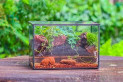 5-8cm Red Horticultural Lava Rock Volcanic Rock For Terrarium, Bonsai Landscape, 500g -Ncyp Garden Sale Shop IMG 5504 83c30403 0525 4504 b733 ba268093ec10