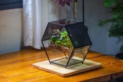 Handmade Hexagon Glass Geometric Terrarium Enclosure With Mesh Vents For Small Insects -Ncyp Garden Sale Shop IMG 5554 575488f6 b7f0 4d3f b489 0bd1b58c1f6b