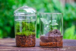 Red Horticultural Lava Rock Volcanic Rock Soil For Cacti Succulents Potted Plants Bonsai -Ncyp Garden Sale Shop IMG 5584