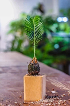 Natural Beech Wood With Inner Alloy Pot Planter, For Hydroponic, Small Plants, Air Plants -Ncyp Garden Sale Shop IMG 5624