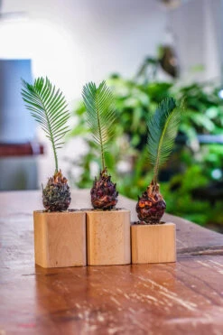 Natural Beech Wood With Inner Alloy Pot Planter, For Hydroponic, Small Plants, Air Plants -Ncyp Garden Sale Shop IMG 5628