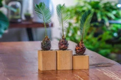 Natural Beech Wood With Inner Alloy Pot Planter, For Hydroponic, Small Plants, Air Plants -Ncyp Garden Sale Shop IMG 5629