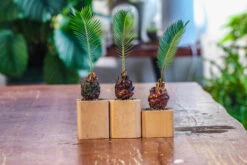 Natural Beech Wood With Inner Alloy Pot Planter, For Hydroponic, Small Plants, Air Plants -Ncyp Garden Sale Shop IMG 5630