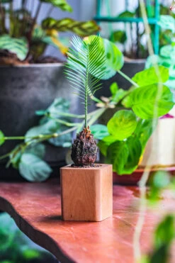 Natural Beech Wood With Inner Alloy Pot Planter, For Hydroponic, Small Plants, Air Plants -Ncyp Garden Sale Shop IMG 5648