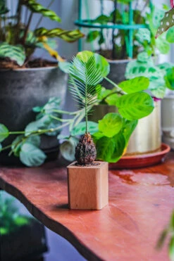 Natural Beech Wood With Inner Alloy Pot Planter, For Hydroponic, Small Plants, Air Plants -Ncyp Garden Sale Shop IMG 5649