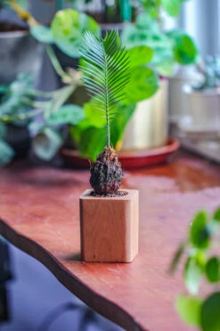 Natural Beech Wood With Inner Alloy Pot Planter, For Hydroponic, Small Plants, Air Plants -Ncyp Garden Sale Shop IMG 5650