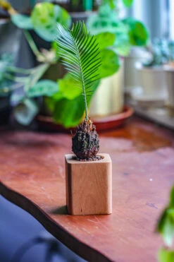 Natural Beech Wood With Inner Alloy Pot Planter, For Hydroponic, Small Plants, Air Plants -Ncyp Garden Sale Shop IMG 5651