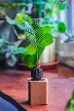 Natural Beech Wood With Inner Alloy Pot Planter, For Hydroponic, Small Plants, Air Plants -Ncyp Garden Sale Shop IMG 5652