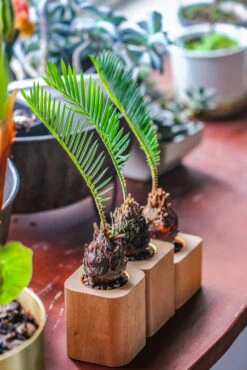 Natural Beech Wood With Inner Alloy Pot Planter, For Hydroponic, Small Plants, Air Plants -Ncyp Garden Sale Shop IMG 5660