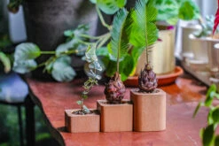 Natural Beech Wood With Inner Alloy Pot Planter, For Hydroponic, Small Plants, Air Plants -Ncyp Garden Sale Shop IMG 5678