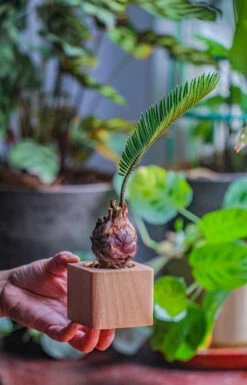 Natural Beech Wood With Inner Alloy Pot Planter, For Hydroponic, Small Plants, Air Plants -Ncyp Garden Sale Shop IMG 5681