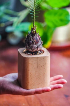 Natural Beech Wood With Inner Alloy Pot Planter, For Hydroponic, Small Plants, Air Plants -Ncyp Garden Sale Shop IMG 5687