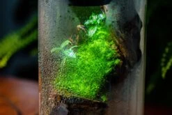 Large Cylinder Terrarium With LED Grow Lamp, Acrylic Lid Set For Bog, Carnivorous Plants -15x30cm -Ncyp Garden Sale Shop IMG 5739