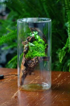 Large Cylinder Terrarium With LED Grow Lamp, Acrylic Lid Set For Bog, Carnivorous Plants -15x30cm -Ncyp Garden Sale Shop IMG 5744 2