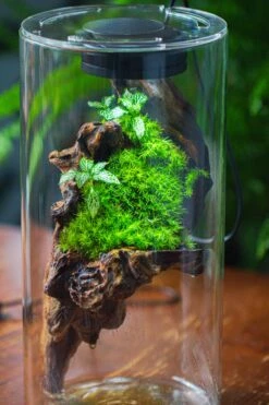 Large Cylinder Terrarium With LED Grow Lamp, Acrylic Lid Set For Bog, Carnivorous Plants -15x30cm -Ncyp Garden Sale Shop IMG 5745