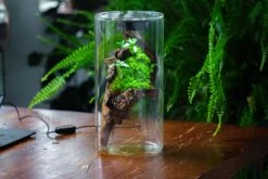 Large Cylinder Terrarium With LED Grow Lamp, Acrylic Lid Set For Bog, Carnivorous Plants -15x30cm -Ncyp Garden Sale Shop IMG 5746