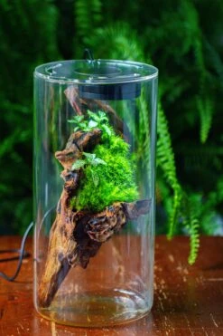 Large Cylinder Terrarium With LED Grow Lamp, Acrylic Lid Set For Bog, Carnivorous Plants -15x30cm -Ncyp Garden Sale Shop IMG 5747