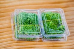 20x30cm Multiple Pieces Live Dry Leucobryum Moss, Cushion Moss Will Regreen, For Terrarium, Micro Landscape -Ncyp Garden Sale Shop IMG 6057 be38c3c3 7355 472b 8579 a8ea8ae1c268