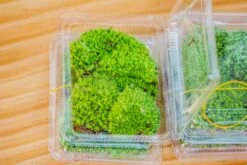 20x30cm Multiple Pieces Live Dry Leucobryum Moss, Cushion Moss Will Regreen, For Terrarium, Micro Landscape -Ncyp Garden Sale Shop IMG 6061
