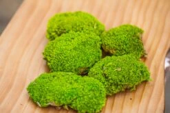 Preserved Forever Leucobryum Moss Cushion Moss , Natural Green 20x50cm, For DIY Moss Terrarium, Miniature, Centerpiece, Micro Landscape, No Maintenence -Ncyp Garden Sale Shop IMG 6063