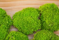Preserved Forever Leucobryum Moss Cushion Moss , Natural Green 20x50cm, For DIY Moss Terrarium, Miniature, Centerpiece, Micro Landscape, No Maintenence -Ncyp Garden Sale Shop IMG 6066