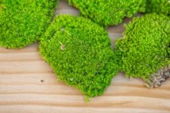 Preserved Forever Leucobryum Moss Cushion Moss , Natural Green 20x50cm, For DIY Moss Terrarium, Miniature, Centerpiece, Micro Landscape, No Maintenence -Ncyp Garden Sale Shop IMG 6068