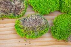 Preserved Forever Leucobryum Moss Cushion Moss , Natural Green 20x50cm, For DIY Moss Terrarium, Miniature, Centerpiece, Micro Landscape, No Maintenence -Ncyp Garden Sale Shop IMG 6069