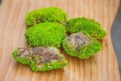 Preserved Forever Leucobryum Moss Cushion Moss , Natural Green 20x50cm, For DIY Moss Terrarium, Miniature, Centerpiece, Micro Landscape, No Maintenence -Ncyp Garden Sale Shop IMG 6070