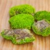 Preserved Forever Leucobryum Moss Cushion Moss , Natural Green 20x50cm, For DIY Moss Terrarium, Miniature, Centerpiece, Micro Landscape, No Maintenence