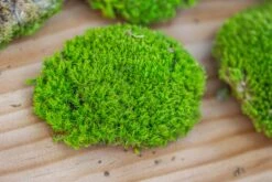 Preserved Forever Leucobryum Moss Cushion Moss , Natural Green 20x50cm, For DIY Moss Terrarium, Miniature, Centerpiece, Micro Landscape, No Maintenence -Ncyp Garden Sale Shop IMG 6072
