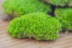 Preserved Forever Leucobryum Moss Cushion Moss , Natural Green 20x50cm, For DIY Moss Terrarium, Miniature, Centerpiece, Micro Landscape, No Maintenence -Ncyp Garden Sale Shop IMG 6074 2ad1e3ab 60ee 48a6 9c22 da26d0e83d57