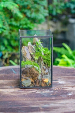 NCYP Watertight Close Geometric Glass Tin Terrarium, For Small Waterpond, Moss Landscape, Live Miniature, Water Pond, Miniature 37 NCYP Watertight Close Geometric Glass Tin Terrarium, For Small Waterpond, Moss Landscape, Live Miniature, Water Pond, Miniature -Ncyp Garden Sale Shop IMG 6176