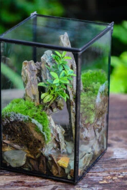 NCYP Watertight Close Geometric Glass Tin Terrarium, For Small Waterpond, Moss Landscape, Live Miniature, Water Pond, Miniature 39 NCYP Watertight Close Geometric Glass Tin Terrarium, For Small Waterpond, Moss Landscape, Live Miniature, Water Pond, Miniature -Ncyp Garden Sale Shop IMG 6177