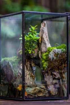 5-12cm Natural Ohko Dragon Stone Rock For Terrarium, Aquarium Bonsai Landscape, 500g -Ncyp Garden Sale Shop IMG 6178 64bb7035 8dac 4c05 9922 b40f328761fd