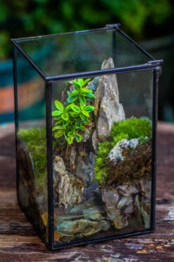 NCYP Watertight Close Geometric Glass Tin Terrarium, For Small Waterpond, Moss Landscape, Live Miniature, Water Pond, Miniature 38 NCYP Watertight Close Geometric Glass Tin Terrarium, For Small Waterpond, Moss Landscape, Live Miniature, Water Pond, Miniature -Ncyp Garden Sale Shop IMG 6179