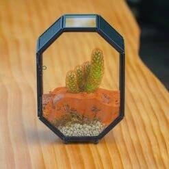 Mini 5x7 Inches Octagon Shape Glass Geometric Terrarium Enclosure With Side Vent For Small Insect, Jumping Spider -Ncyp Garden Sale Shop IMG 6183 2